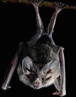 Bat