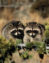 Raccoons